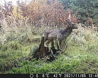 Fotopasca OXE Gepard II kvalita snímok