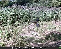 OXE Gepard II kvalita fotografií