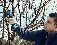 Aku záhradné nožnice Bosch Pro Pruner 0.601.9K1.021