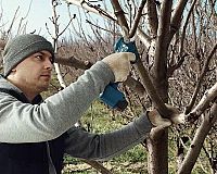 Záhradné nožnice Bosch Pro Pruner 0.601.9K1.021 recenzia