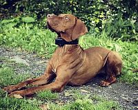 Elektrický obojok Dog Trace D-control 400 recenzia