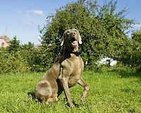 Elektrický obojok pre psa Dog Trace D-control 400 recenzia