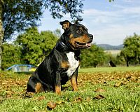 Elektrický obojok pre psa Dog Trace D-control 400