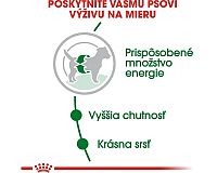 Royal Canin Mini Adult výživa pre psa